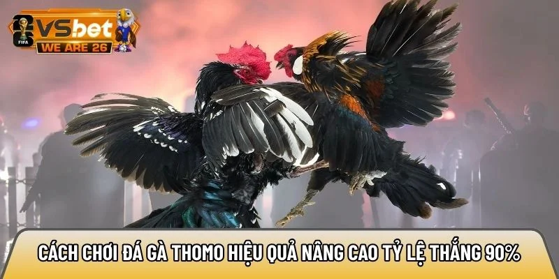 Cách chơi đá gà Thomo hiệu quả nâng cao tỷ lệ thắng 90% 8 Cách chơi đá gà Thomo